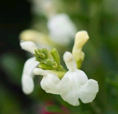 Salvia clotted cream - salvia, bogof