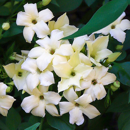 Jasminum officinale - 1,