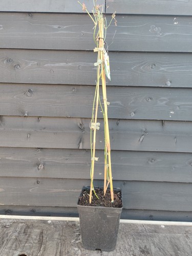 Climbing jasmine officinale - climbing,