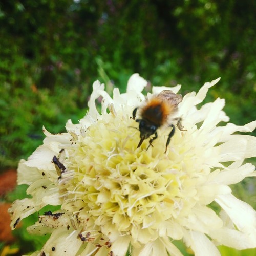Cephalaria gigantea clotted - cephalaria,