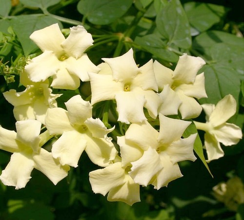Jasmine jasminum climber plant - jasmine,
