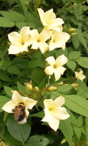 Jasmine officinale clotted - jasmine,