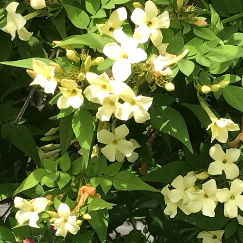 Jasminum clotted cream - jasminum,