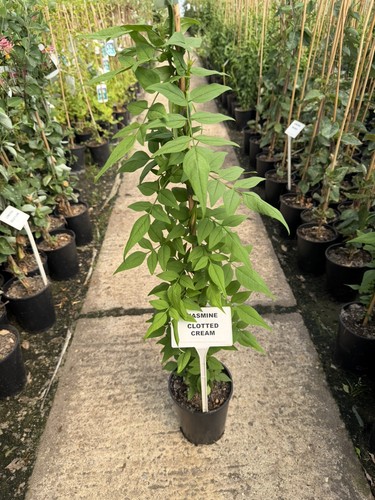 Jasminum officinale clotted - jasminum,