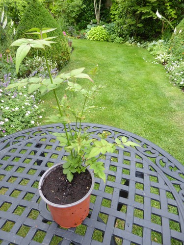 Jasminum officinale clotted - jasminum,