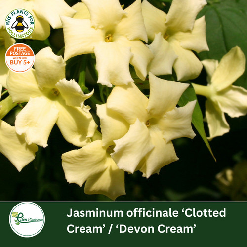 Jasminum officinale clotted - jasminum,
