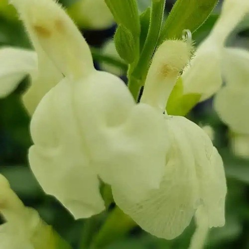 Salvia clotted cream litre - clotted,