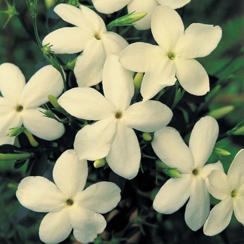 Cream jasmine officinale - cream,