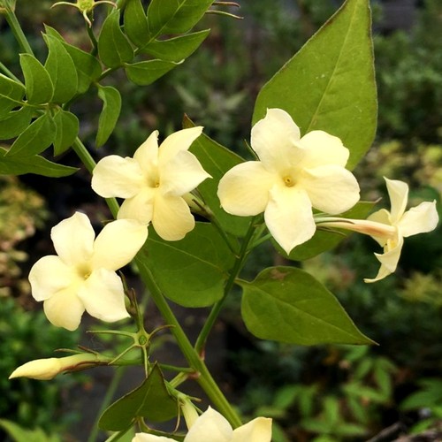 Jasmine officinale clotted - officinale,
