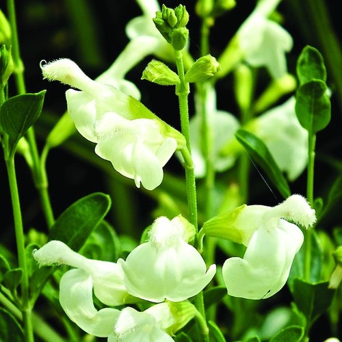 Salvia clotted cream plant - clotted,