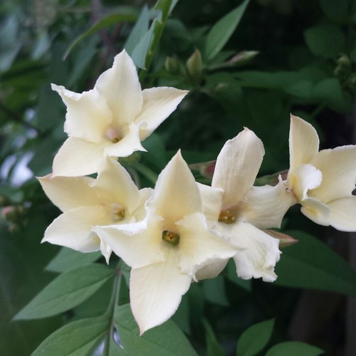 Jasminum clotted cream - clotted,